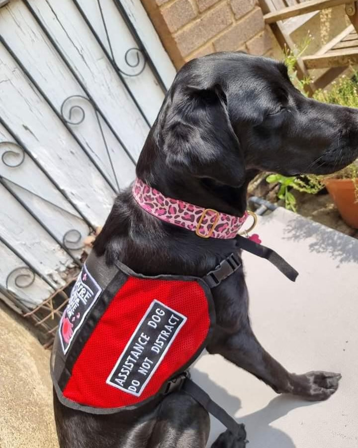 Custom MESH dog vest/cape