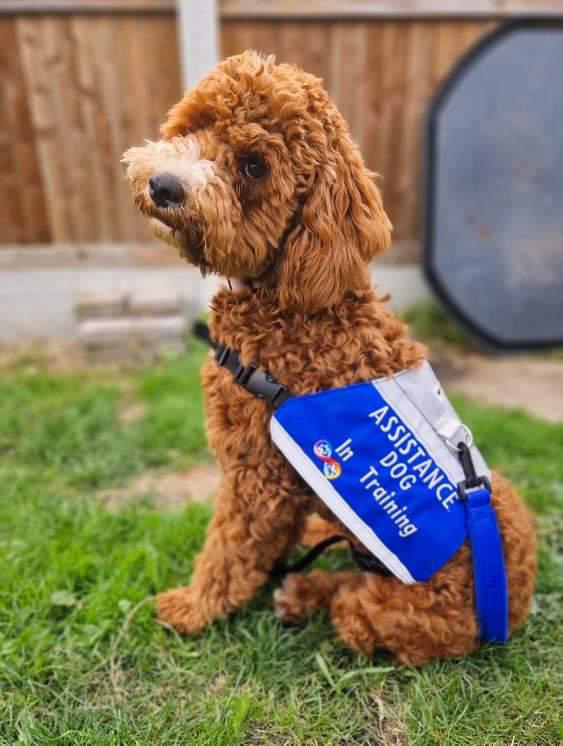 Custom dog vest/cape
